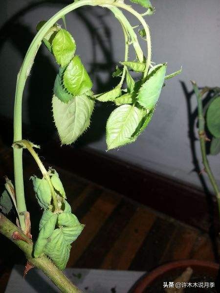 月季芽点都枯了月季还能活吗,月季枯萎了还能救活吗