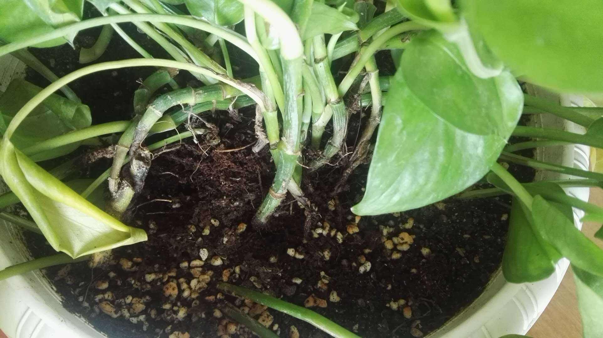 绿萝突然变黑,绿萝冬季注意这6点告别黄叶烂根