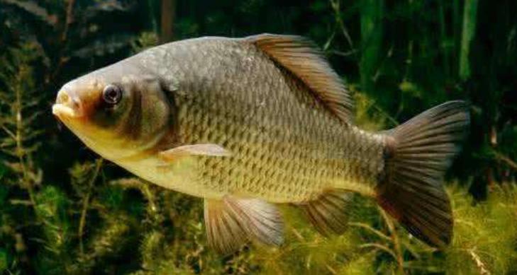 自己做的鱼为什么一股腥味,自己做的鱼没盐味怎么办