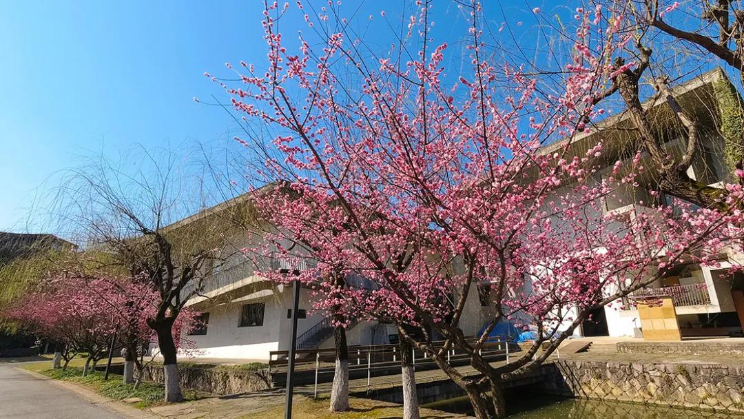 杭州美职学校风景,杭州美丽学校评选