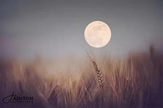 有关月的诗句古诗李清照,中秋同赏一轮月亮诗句