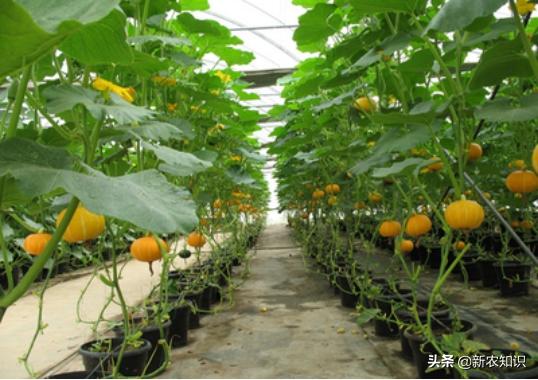 种植南瓜的管理方法,贝贝南瓜种植高产技术视频