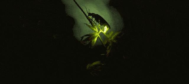 微囊抗皱紧致精华液小绿瓶,熬夜暗黄皮肤松弛精华推荐夜光瓶