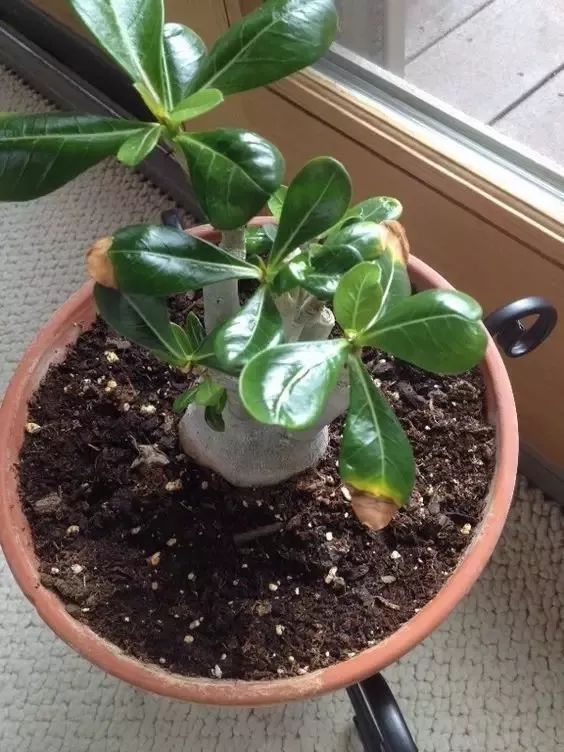 怎么判断花卉叶片变黄的原因,花卉开花时叶子变黄怎么办