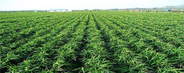 生姜什么时候种如何种用什么肥,生姜什么时候种植最好陕西地区