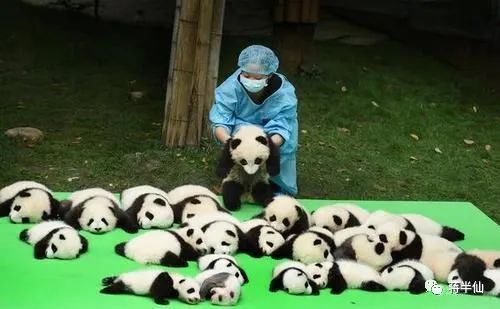 旅行日记之四川成都,四川成都游记作文600字