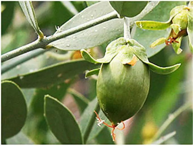 荷荷巴油的十大功效,荷荷巴油如何辨认真假