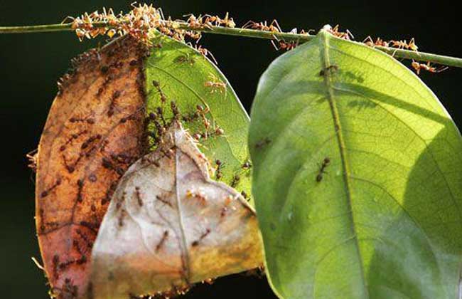 常见的蚂蚁图片,最常见的蚂蚁种类图片