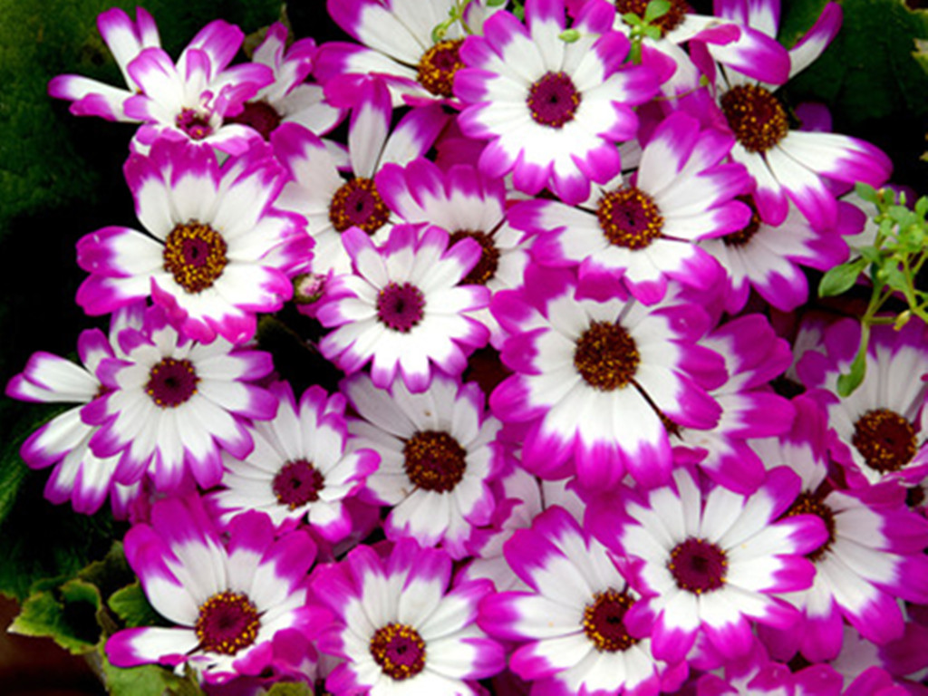 瓜叶菊越冬注意事项,瓜叶菊叶子有白粉病怎么处理