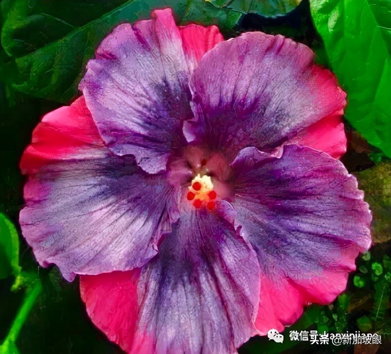 扶桑花和木槿花的区别图片,扶桑木槿花图片