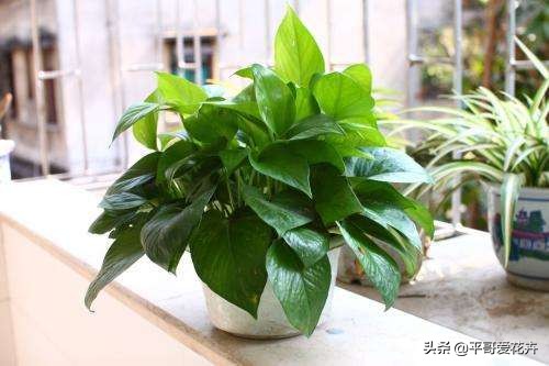 绿萝发财树怎么养才不烂根,吊兰绿萝浇水的正确方法