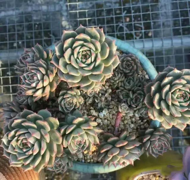 推荐轻松玩转100种常见多肉植物,700种多肉植物图鉴pdf百度云