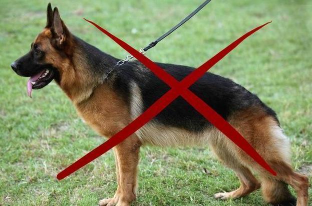 德国牧羊犬真的可怕吗知乎,德国牧羊犬恐怖秘密