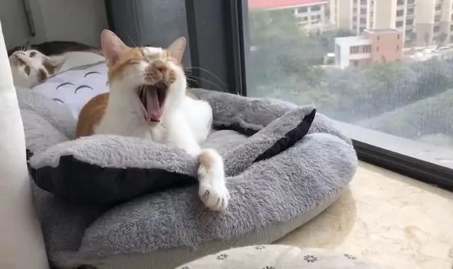 猫频繁舔毛是怎么回事,家猫经常舔人是怎么回事