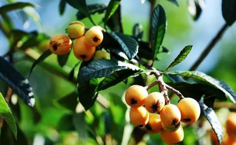 五月枇杷黄似橘诗句,五月枇杷黄似橘原文