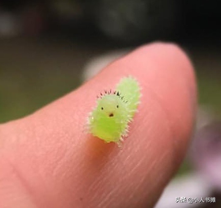 17张能让你发笑的动物照片,拒绝摆拍2019年最搞笑的动物照片