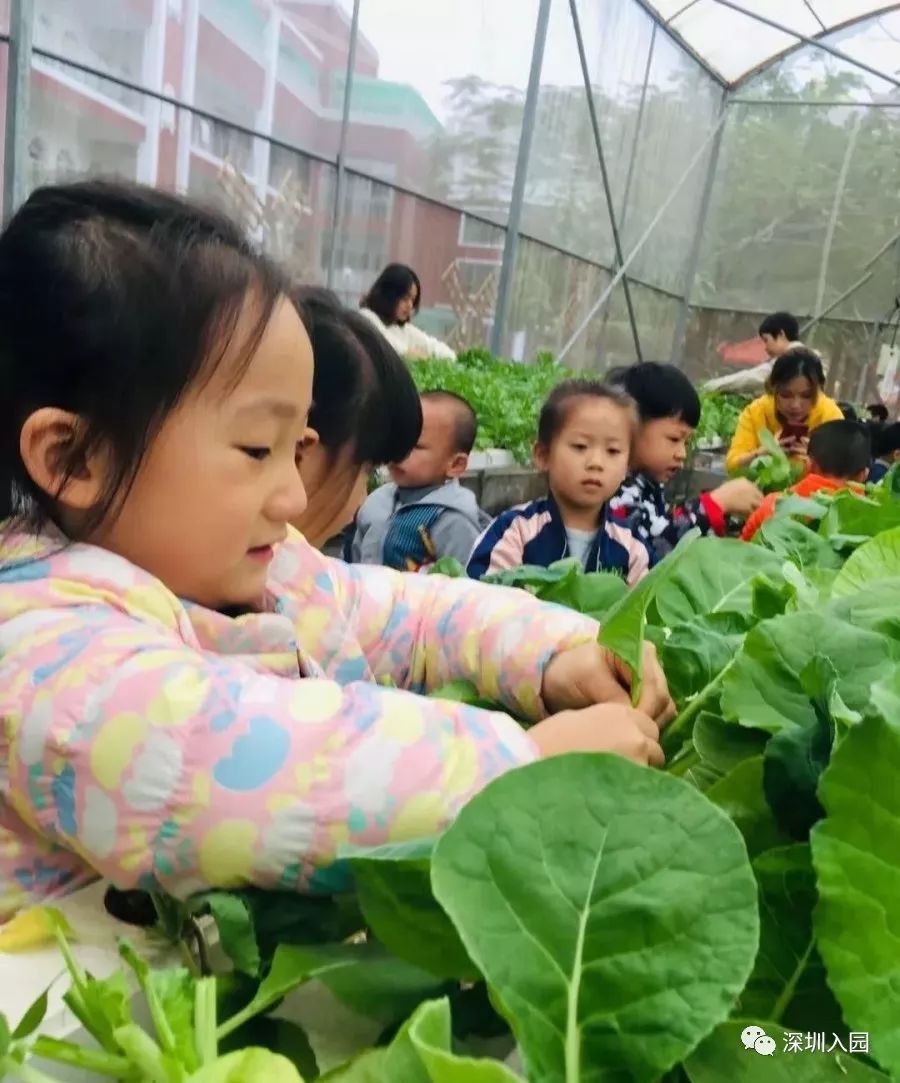 深圳福田幼儿园晚托机构,深圳公立幼儿园晚托班