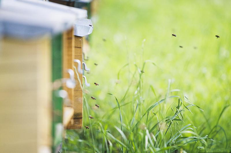 蜜蜂双王群的最新养法,一个蜜蜂箱养双王群的方法