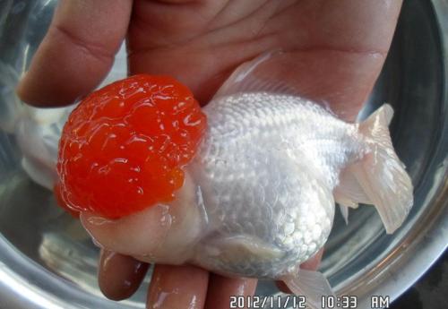 鹤顶红金鱼是鸿运当头吗,鹤顶红金鱼的饲养要点及生活环境