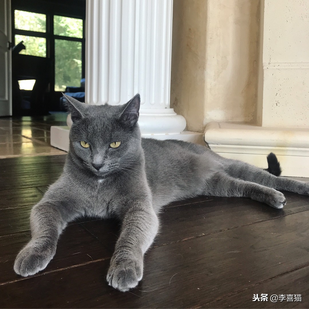 猫咪绝育后为什么不能进食,猫咪绝育后多久不吃东西属于正常