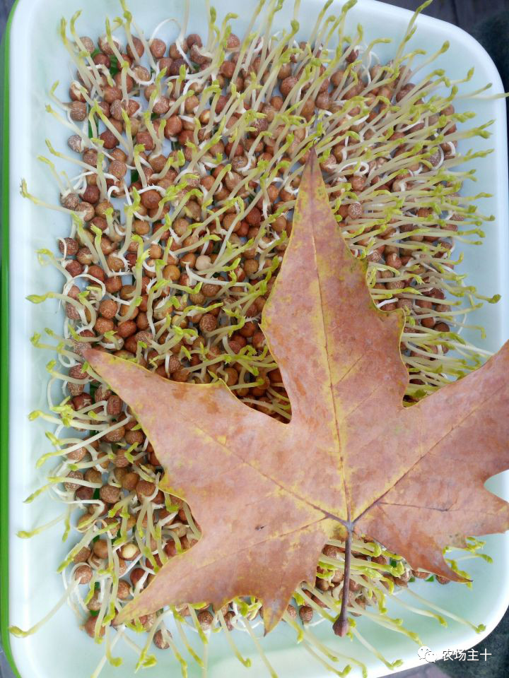 纸上种菜怎么赚钱,纸上种菜手把手教你