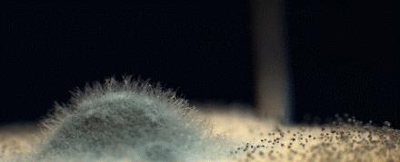 防霉德国菜板,德国菜板家用抗菌防霉