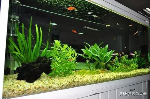 鱼缸水是清澈的但是有异味,孔雀鱼缸有异味怎么处理