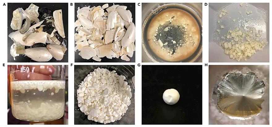 软绵贝壳,硬贝壳类
