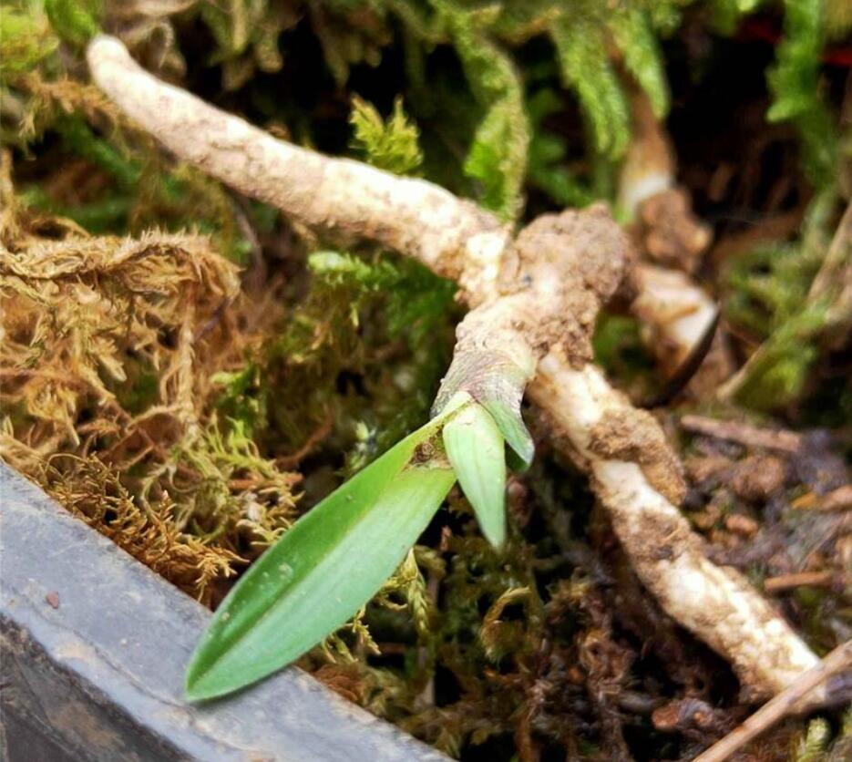 兰花龙根，另类的“赌石”，花上千去赌草，你愿意吗？