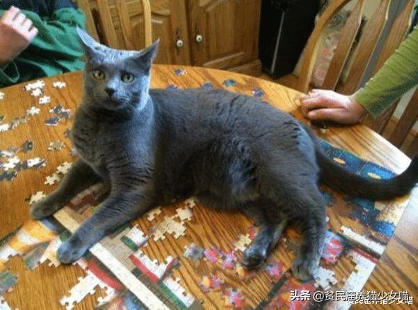 拼图引来喵星人,猫:这些花花绿绿的小方块,我也要玩