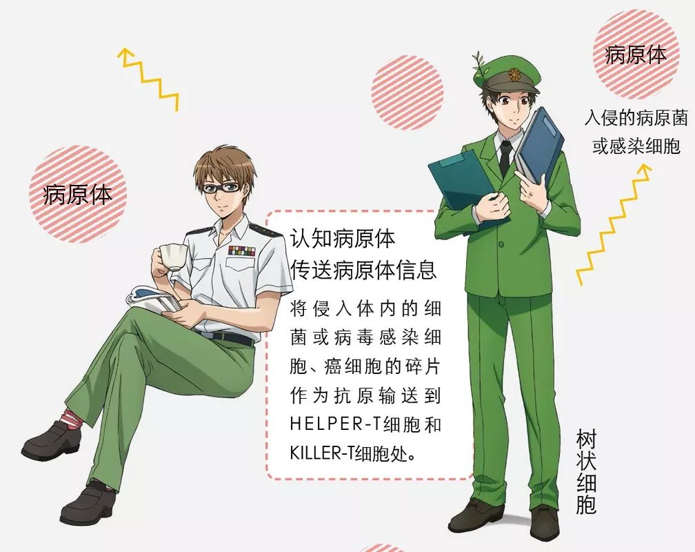 对付新冠病毒最好的方法是免疫力,免疫系统如何打败新冠病毒