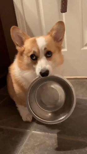 狗狗总是早上4.5点叫唤怎么办,狗狗一碰就疼叫唤没有外伤咋回事