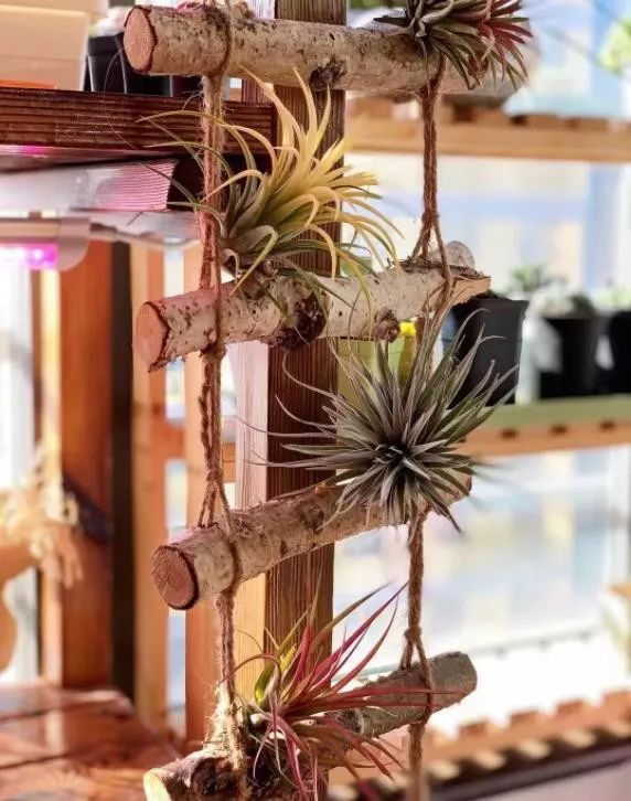 2023多肉展会直播,2023上海多肉植物展