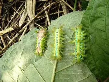 自贡有哪些稀有动物,自贡有哪些小动物