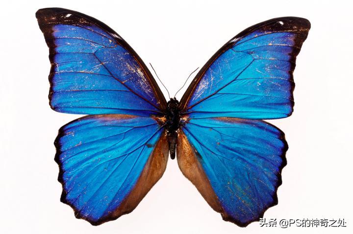 ps鎬庝箞閫変腑钂欑増,ps钂欒鐗堟湁鍝簺