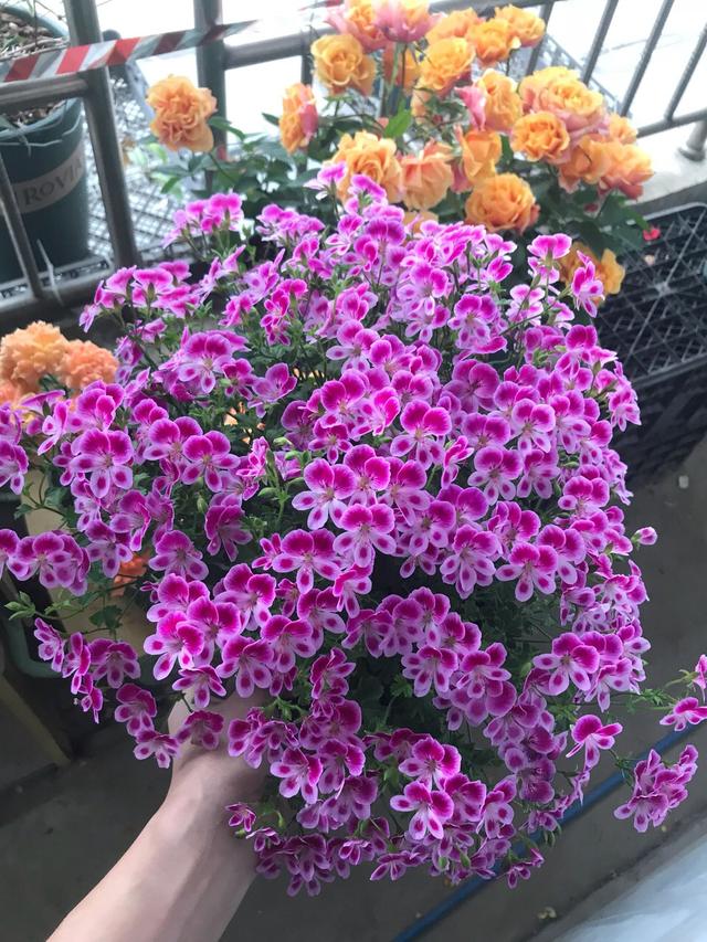 天竺葵大棵老桩,老奶奶种天竺葵