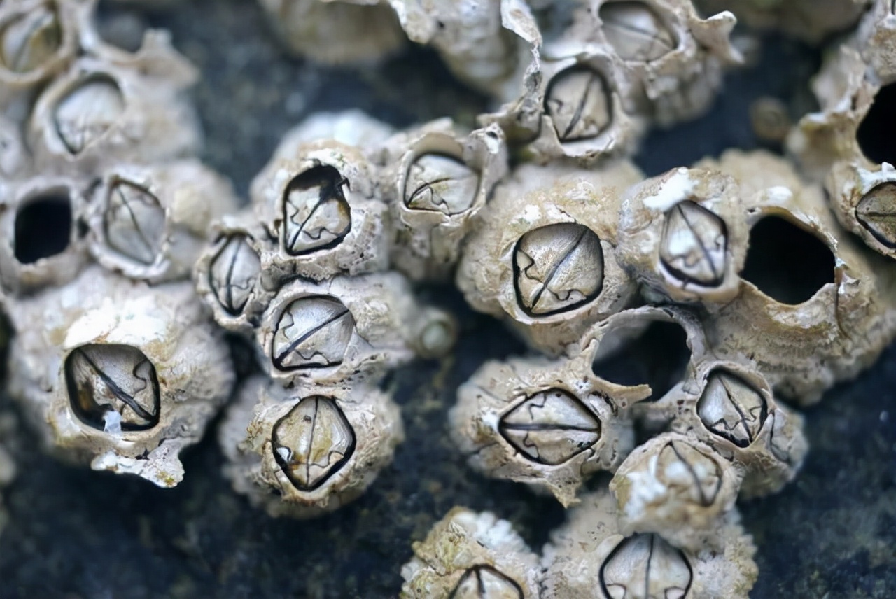 藤壶为什么让鲸鱼和海龟讨厌呢,海中让人唾弃的藤壶