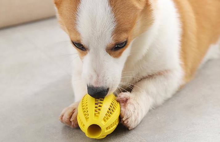 狗玩具都有什么,便宜的狗玩具推荐