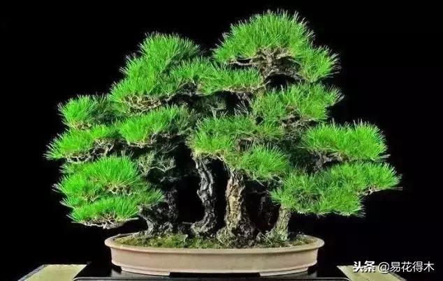 丛林式精品盆景欣赏,丛林盆景浅盆