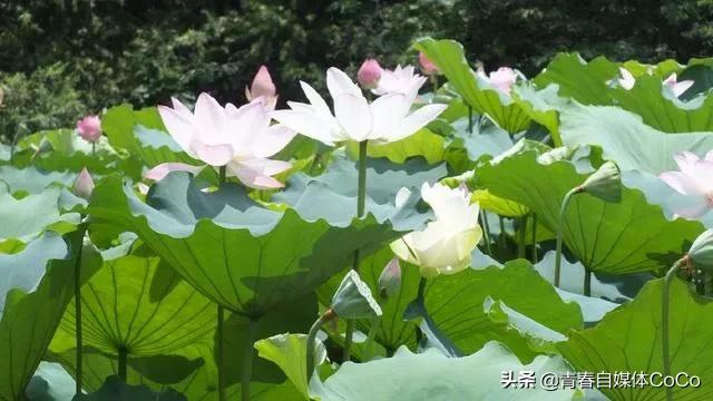 深圳荷花公园好去处,深圳荷花景点推荐