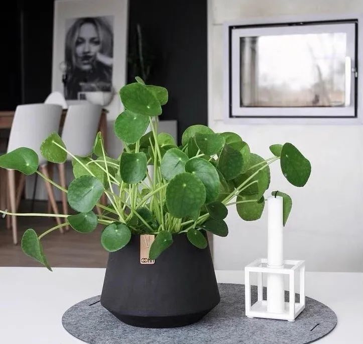 春天养兰花注意事项,镜面草怎么养成造型老桩