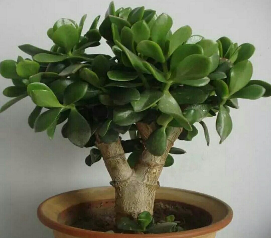 富贵花哪种最好养,4种富贵花华丽大气