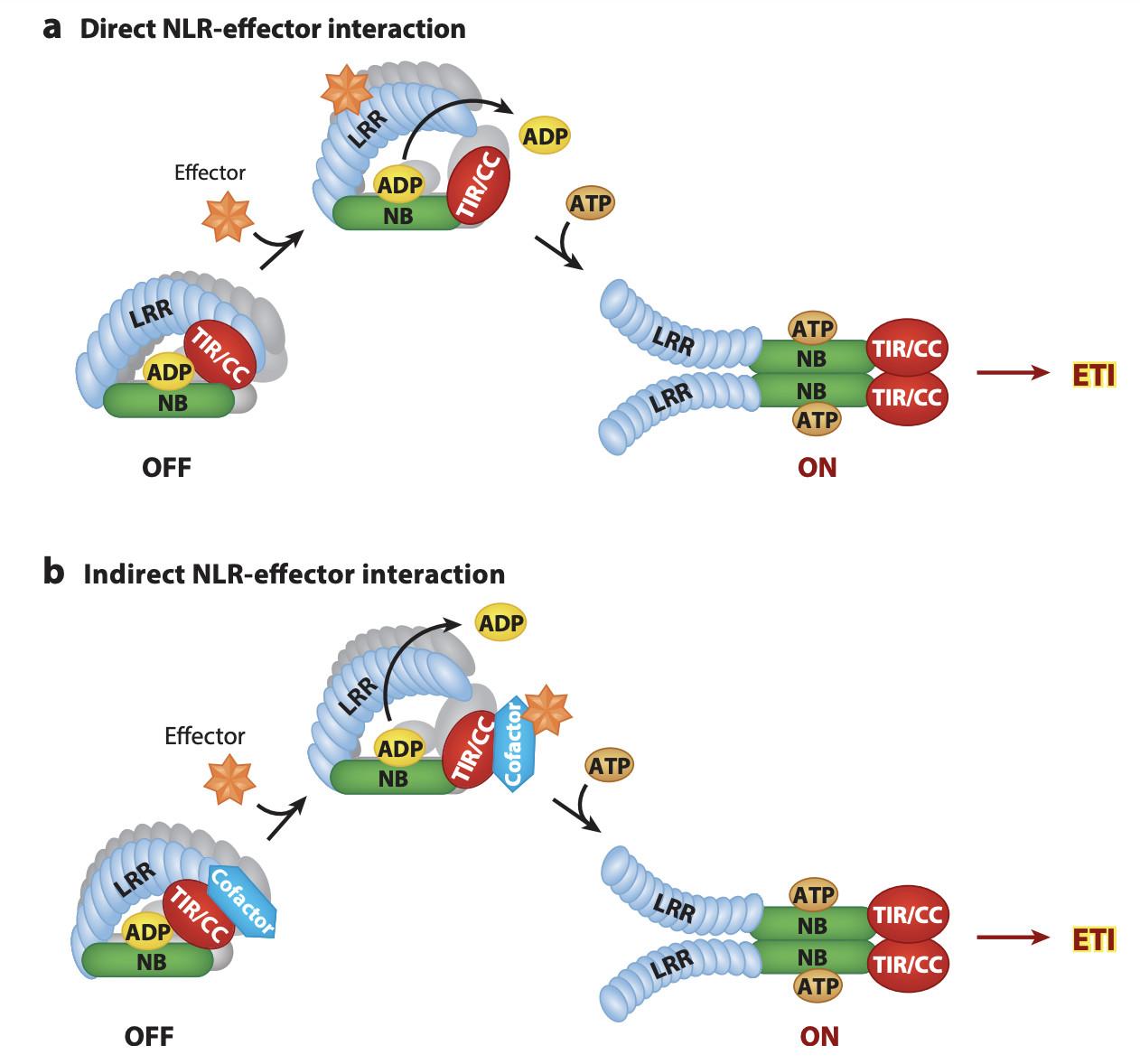 中国冷冻电镜技术进展,冷冻电镜最新研究
