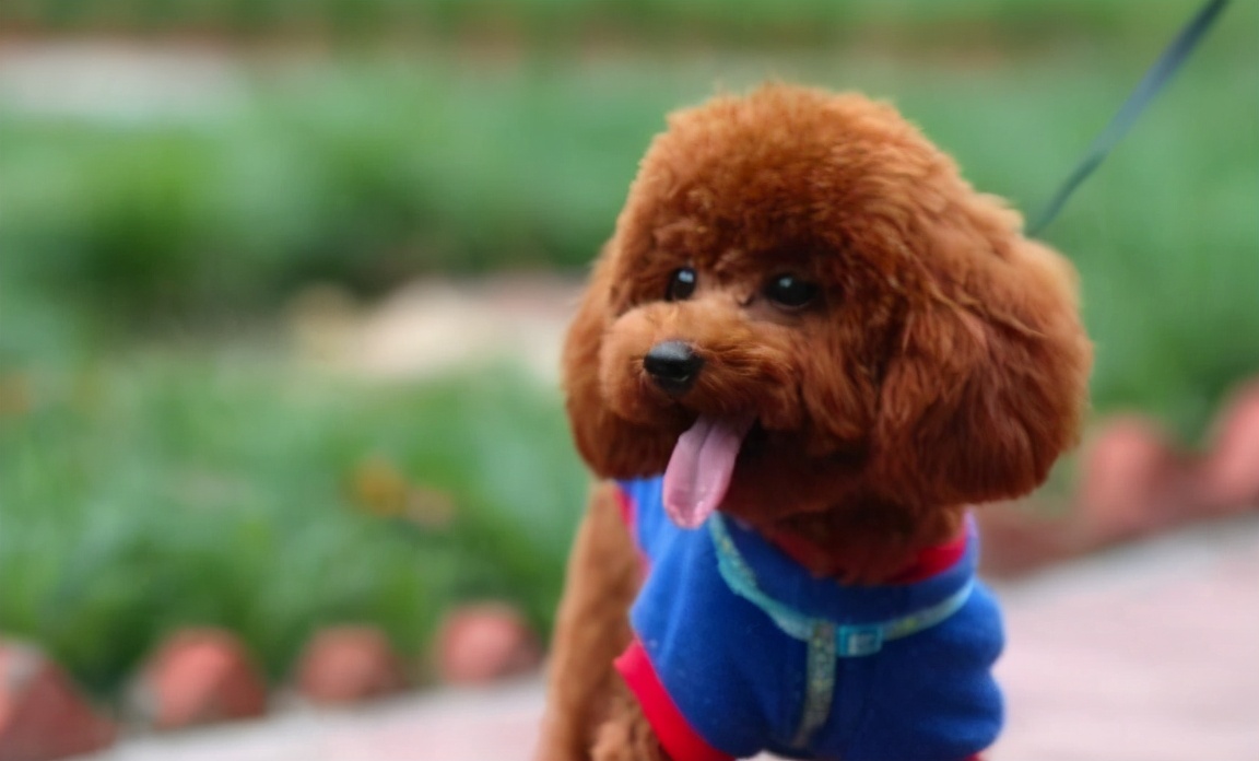 戈赞与柴犬,戈赞养边牧