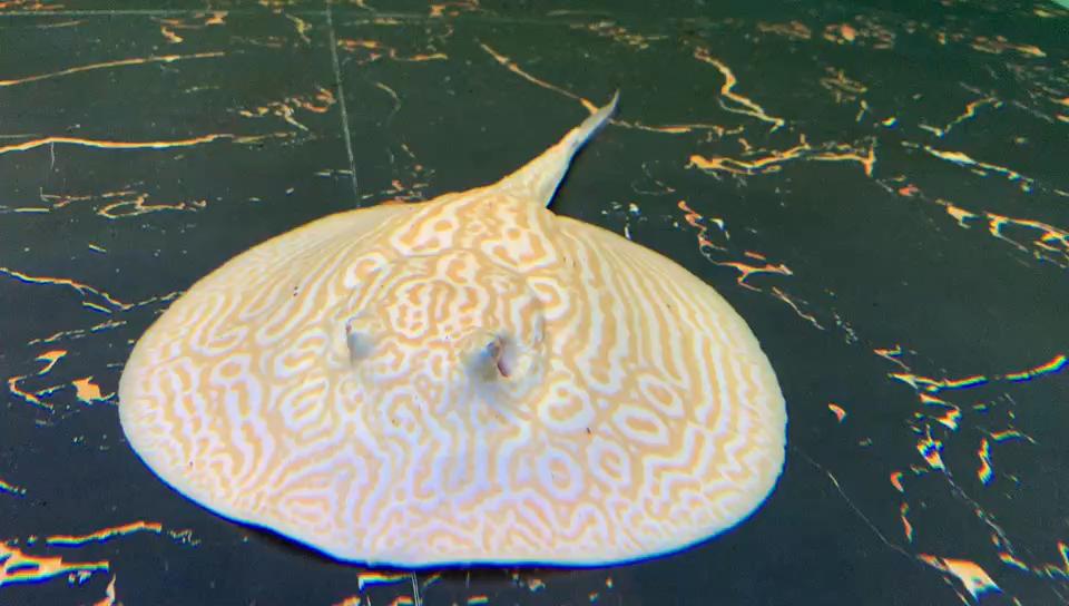 楠羽养鱼经全集,楠羽魟鱼