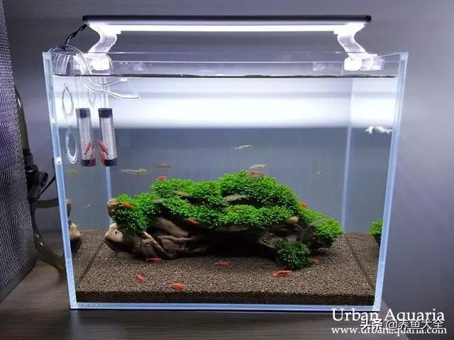 虾爆缸怎么办,极火虾怎么快速爆缸