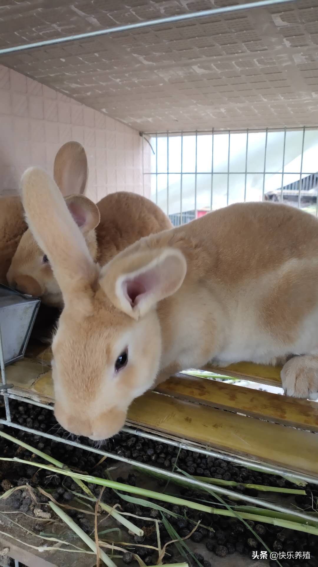 兔价为什么跌得这么快,兔价低如何应对