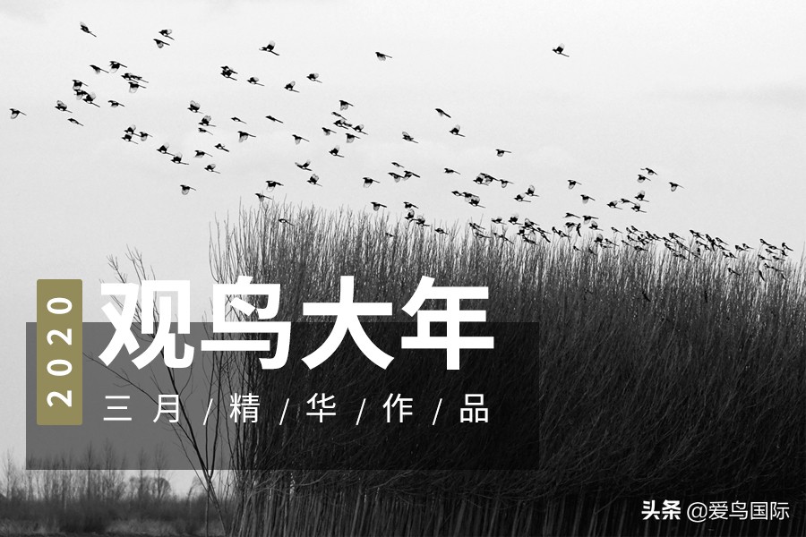 观鸟作品,观鸟优秀作品