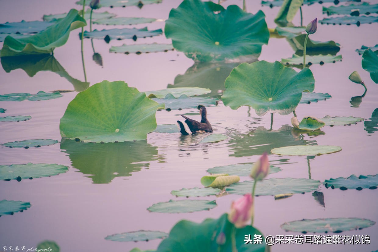 慢游景点,博斯腾湖景点打卡
