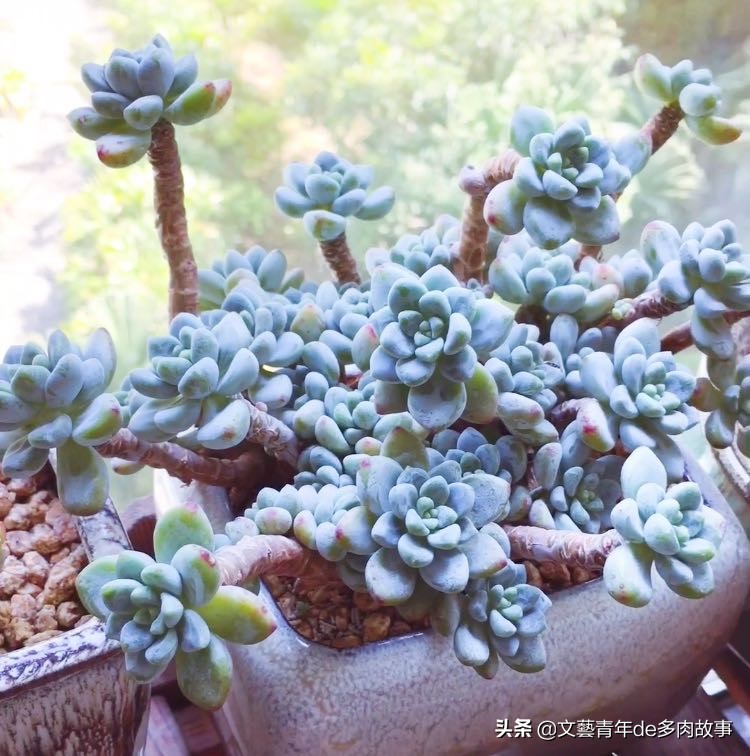 锦晃星多肉开花后花剑怎么处理,多肉长花了影响多肉长大吗